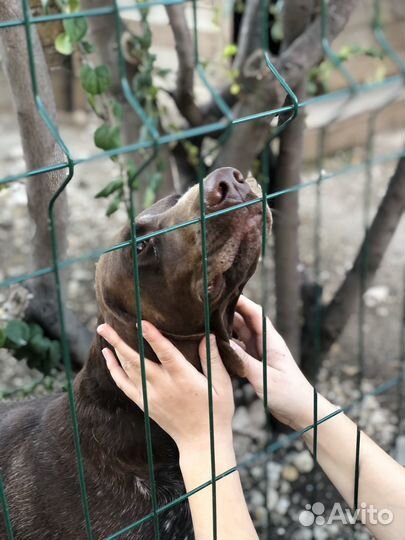 Курцхаар в добрые руки