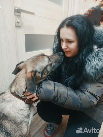 Собака Лада в добрые руки