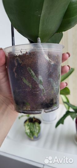 Орзидея фаленопсис