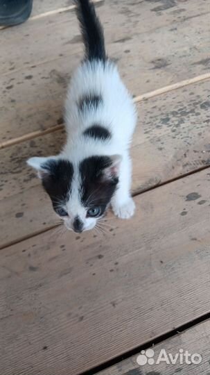 Котята в добрые руки бесплатно