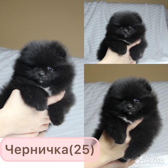 Мини Померанцы в Казани