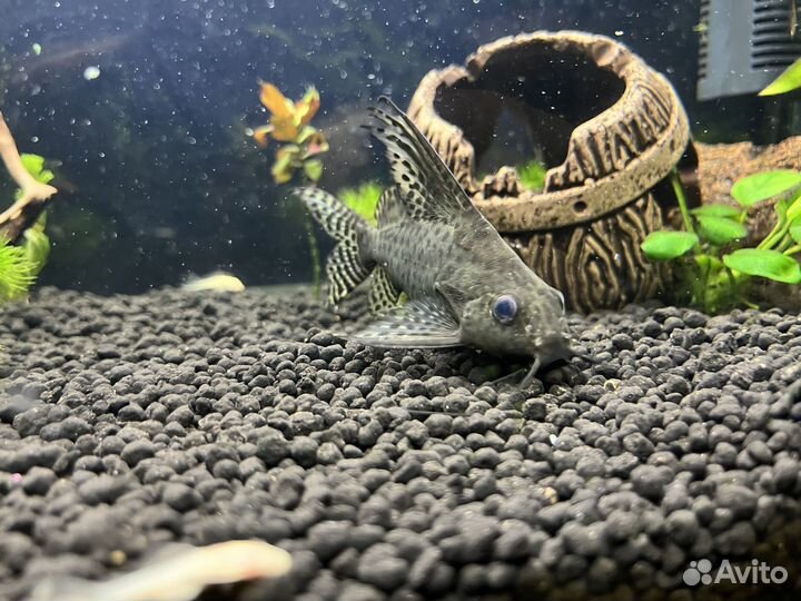 Сом Синодонтис