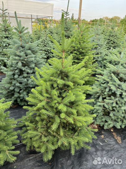 Ель колючая Глаука зелёная