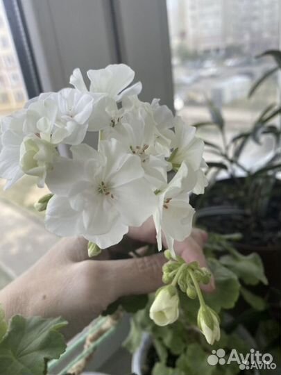 Пеларгония