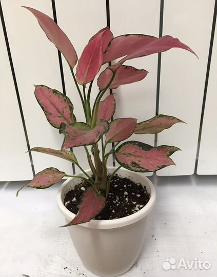 Аглаонема Черри Беби и детка Сильвер Куин