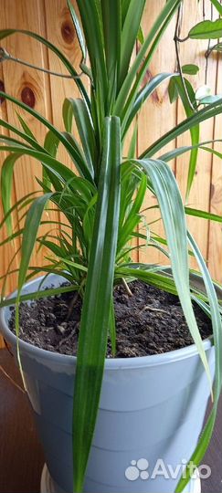 Панданус винтовая Пальма