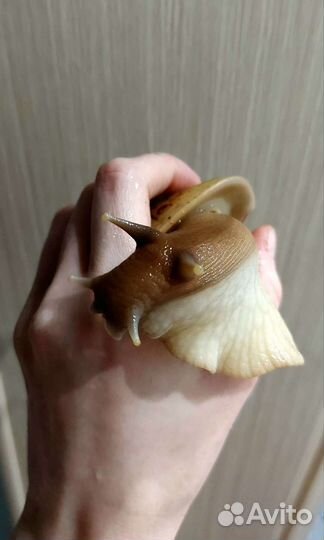 Улитки ахатины