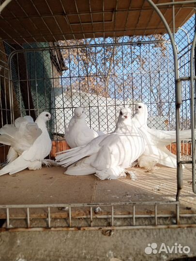 Птицы голубь