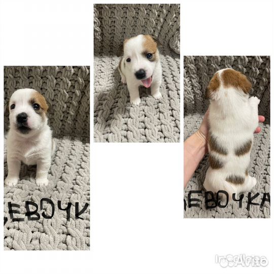 Джек рассел терьер щенки