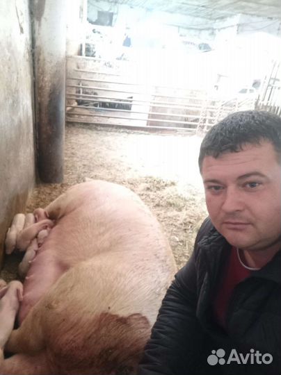 Поросята порода эстонец с немцем