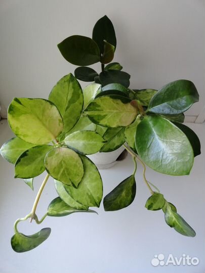 Хойи взрослые