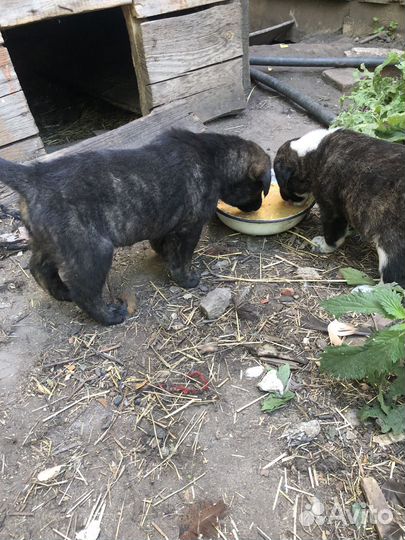 Отдам щенка в добрые руки