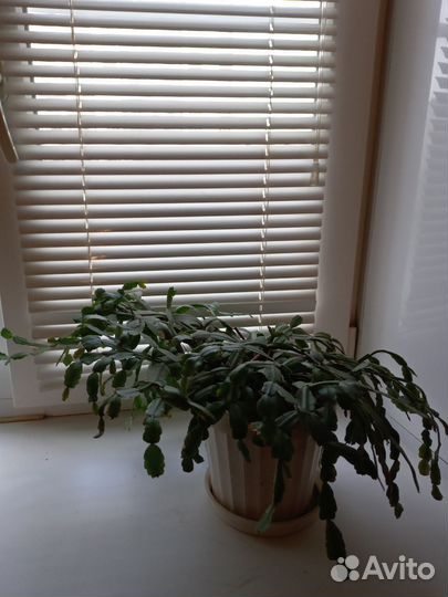 Фикус и Декабрист