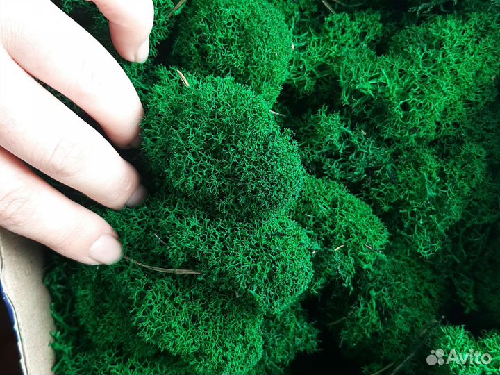 Мох стабилизированный