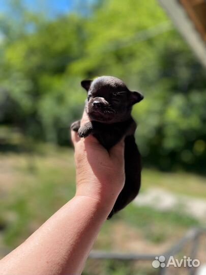 Мальчики чихуа (разные окрасы)