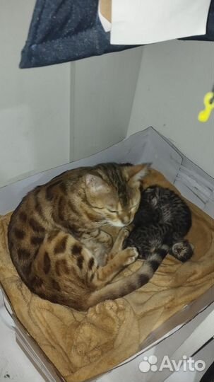 Котята от бенгальской кошки