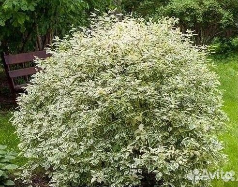 Дёрен белый Элегантиссима