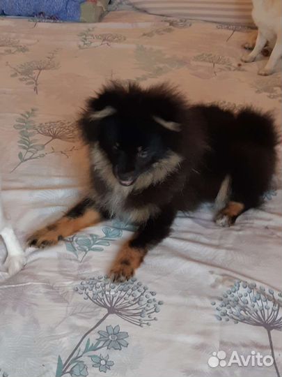 Шпиц, девочка