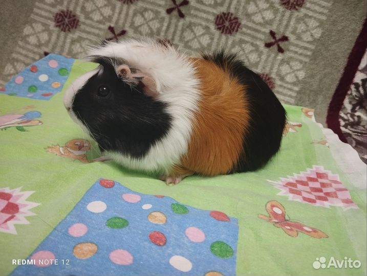 Морские свинки