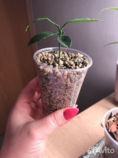 Цитрусовое растение (свити)