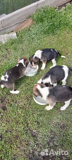 Щенки гончей