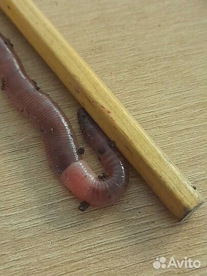 Червь дендробена