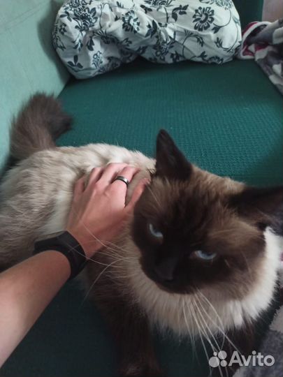 Вязка невская маскарадная