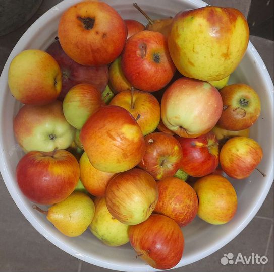 Яблоки дачные сочные