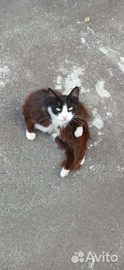 Кошка ищет дом