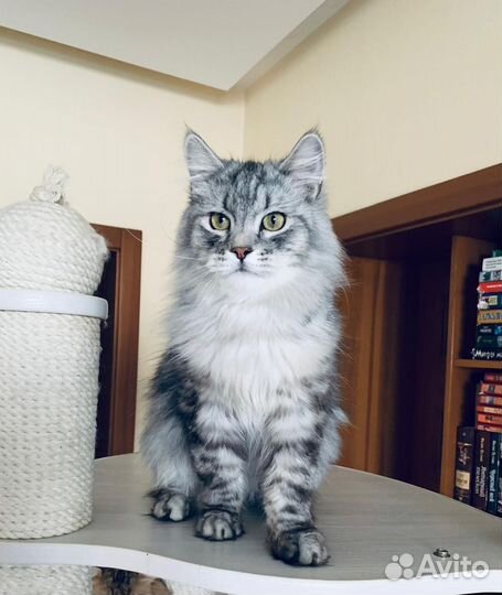 Кот сибиряк
