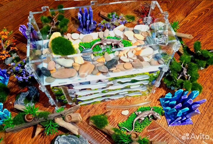 Муравьиная ферма с муравьями на Новый год