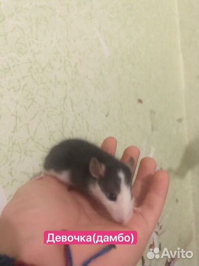 Крысята Дамбо