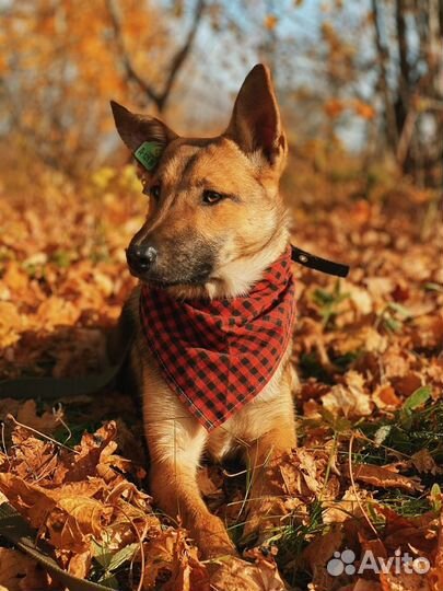 Алиса стерилизованная 9 мес. ждет вас в приюте