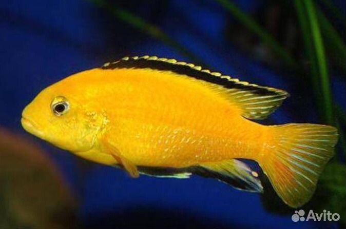 Цихлиды малавийские разные