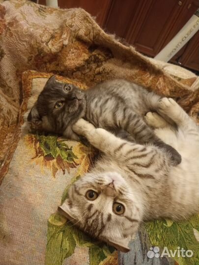 Шотландские котята