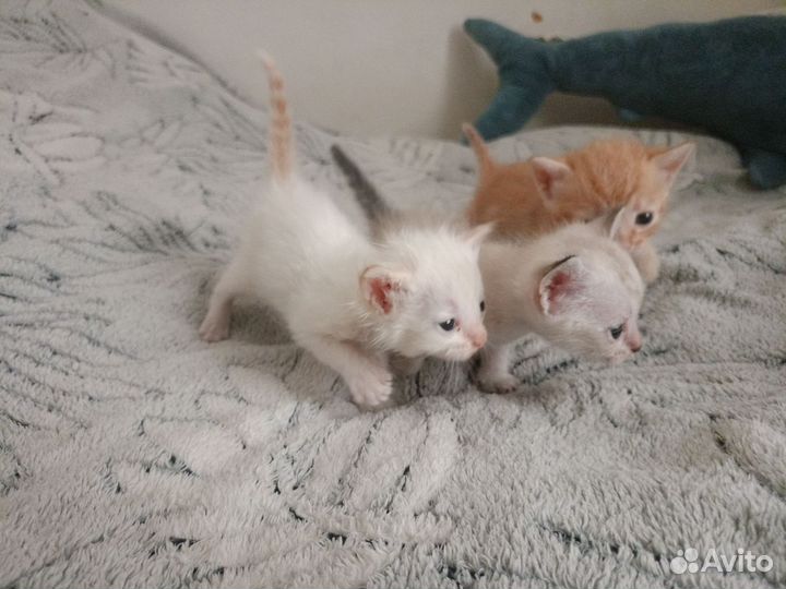 Отдам котят в добрые руки