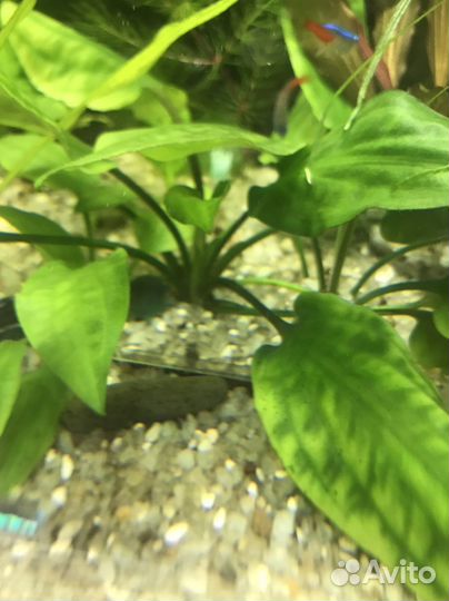 Аквариумные растения