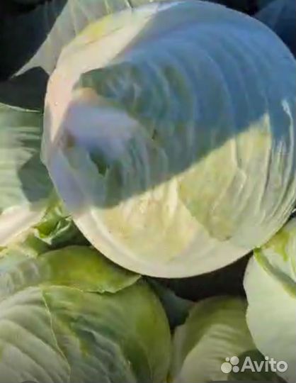 Капуста оптом
