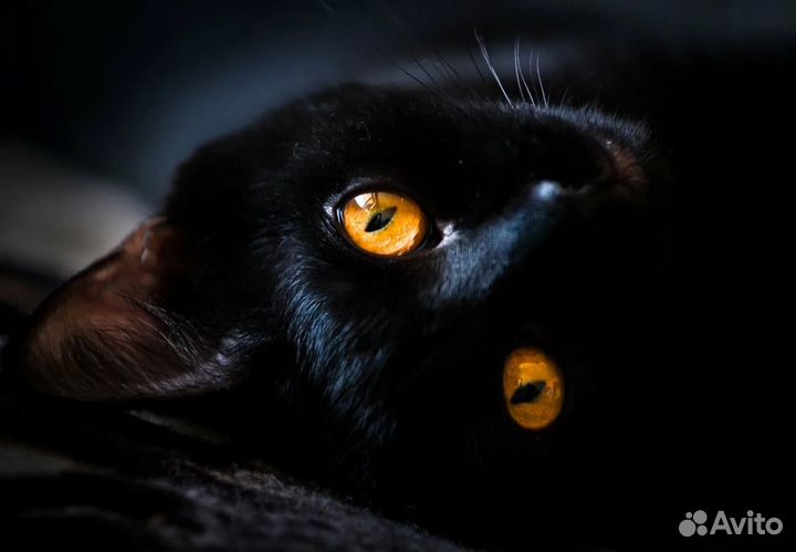 Кошечка Хани