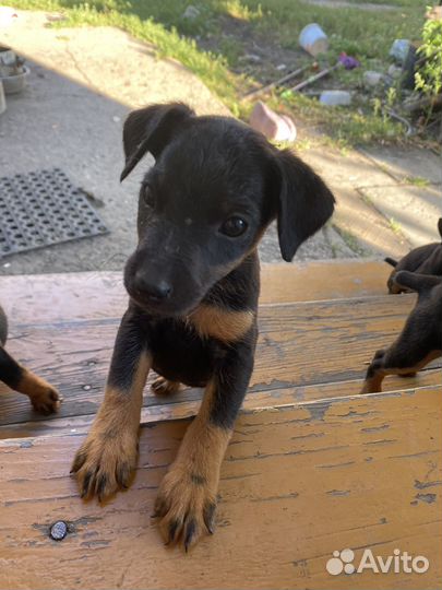 Щенки ягдтерьера