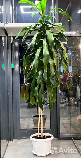 Комнатные растения цветы большие