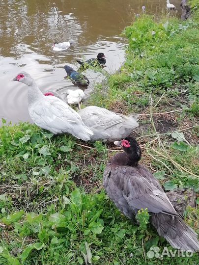 Индоутки тяжёлой линии