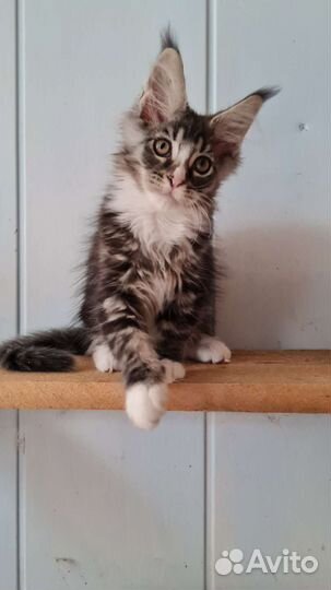 Мейн-кун малыш