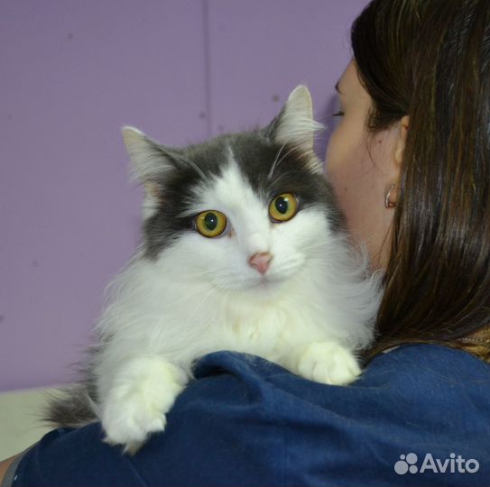 Пушистая кошечка