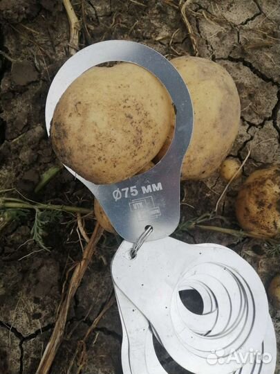 Картофель оптом