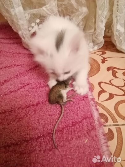 Котенок в добрые руки