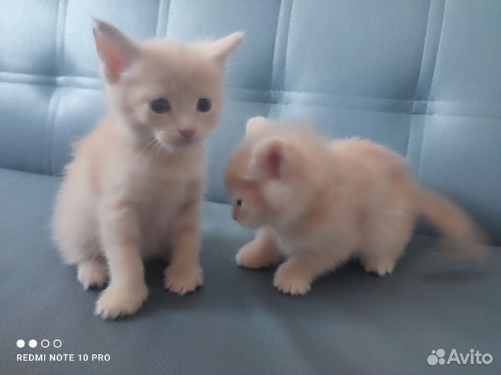 Котята 1 месяц