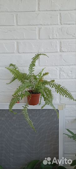 Папоротник нефролепис