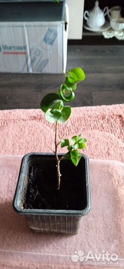 Кудрявый фикус Барок