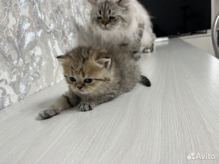 Шотландская